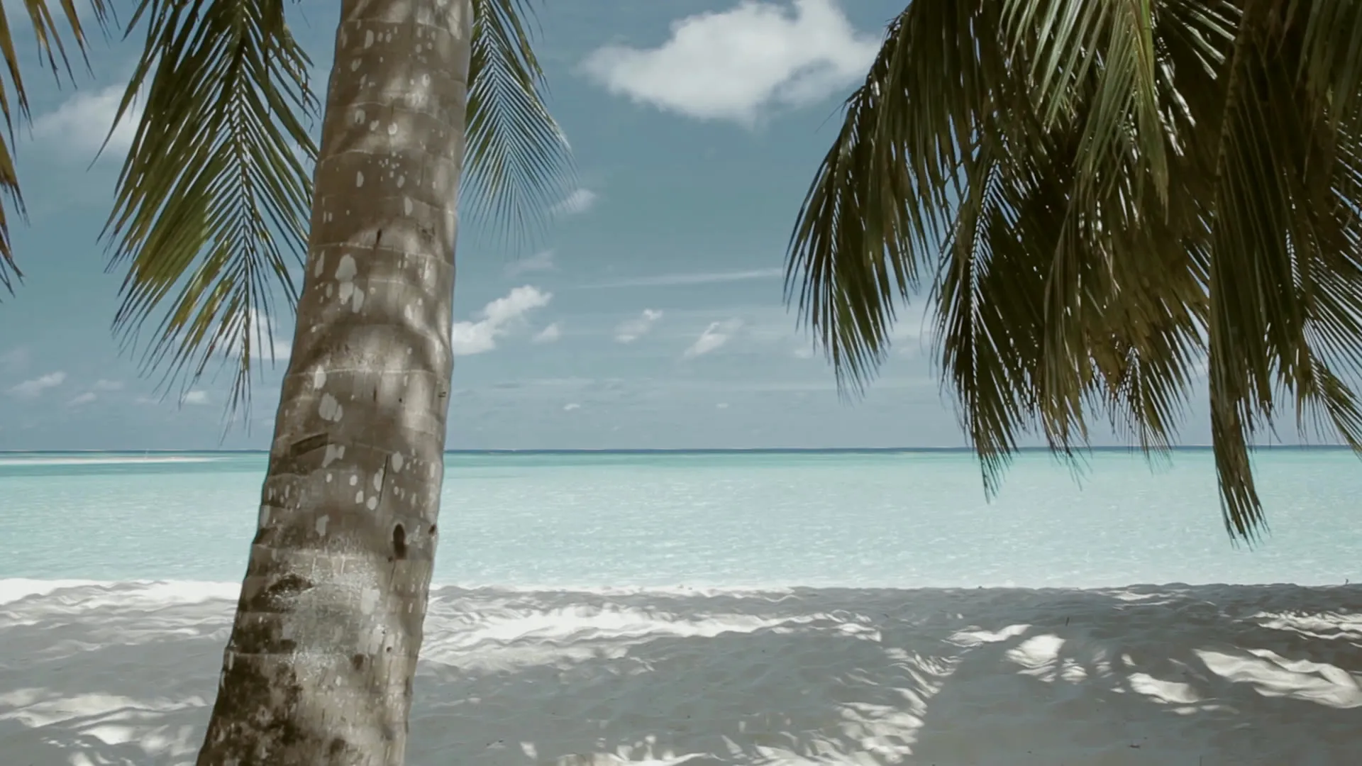 A palm leaning over a quiet turquoise bay on Saint-Barthélemy, waves washing the empty sand.