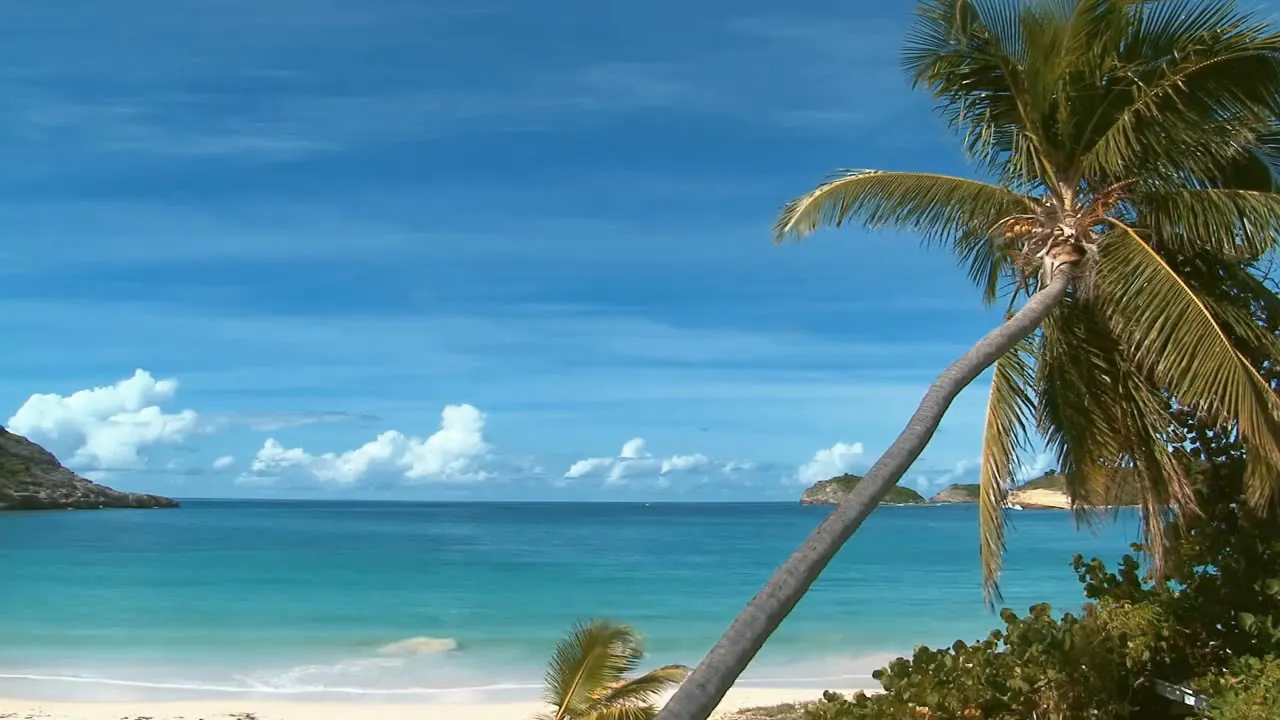 A palm leaning over a quiet turquoise bay on Saint-Barthélemy, waves washing the empty sand.